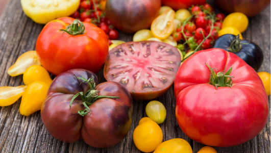 Comment & quand planter tomate cerise au balcon, pot & pleine terre ?