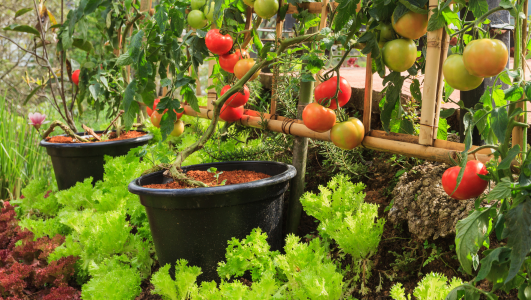 Semi de tomate : Quand, où, comment semer ou planter
