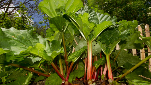 Semi de rhubarbe : Quand, où, comment semer ou planter