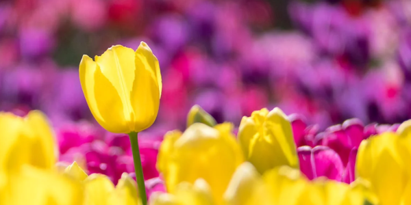 Peut-on laisser les bulbes de Tulipe en terre ?