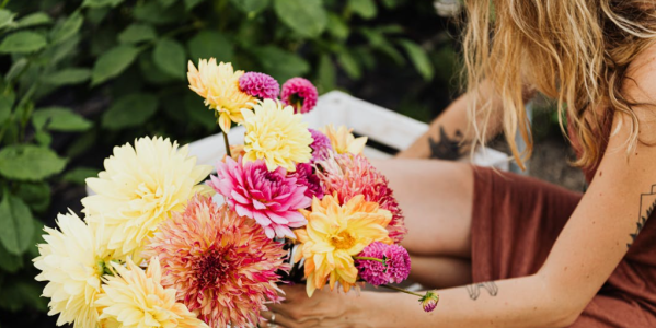 Comment conserver des bulbes de Dahlias ?