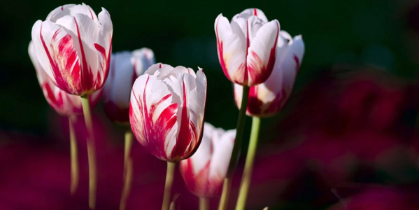 Comment conserver des bulbes de Tulipes ?