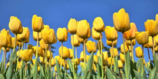 Quand planter des bulbes de Tulipe ?