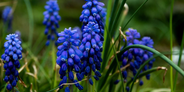 Quand planter des bulbes de Jacinthe ?