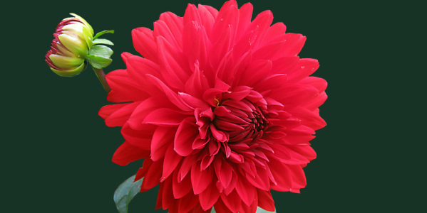 Comment conserver les bulbes de Dahlias ?