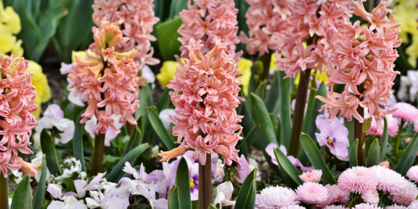 Comment conserver les bulbes de Jacinthe et Tulipes ?