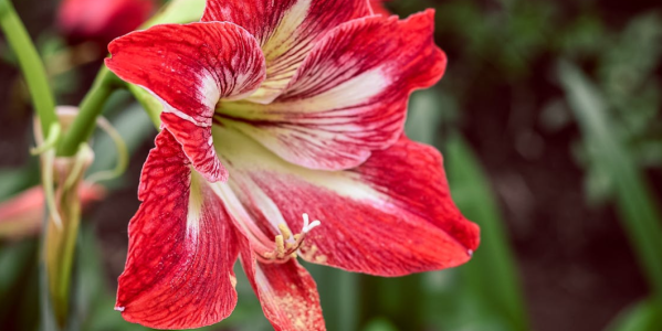 Comment conserver & quand planter des bulbes de Lys et d'Amaryllis ?