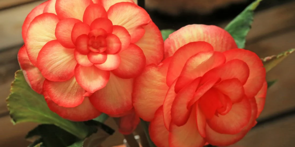 Bégonias & Pivoines : Comment conserver & quand planter ces bulbes ?