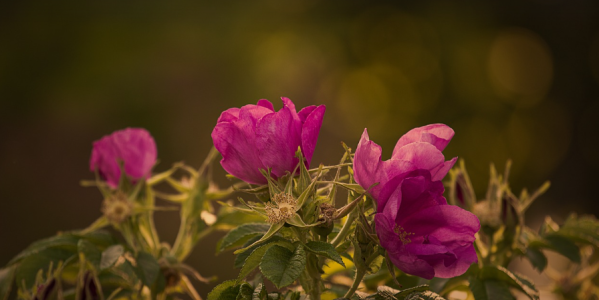 Peut-on rempoter un rosier en fleur ?