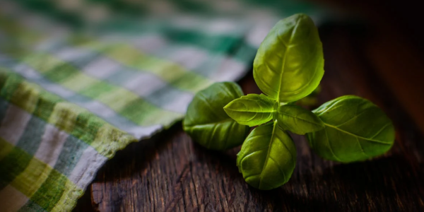 Comment conserver un plant de basilic dans la maison