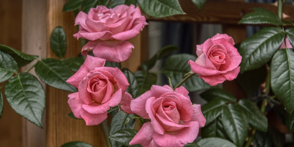 Peut on rempoter un rosier en fleur ?