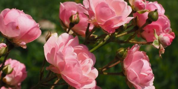 Quand planter un rosier en pleine terre