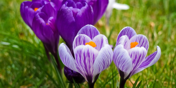 Achat Bulbe de Crocus : Livraison bulbes de fleur en ligne