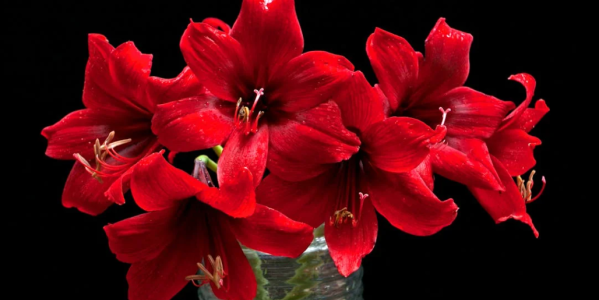 Amaryllis : Acheter des bulbes d'Amaryllis en ligne