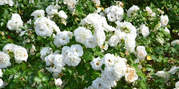 Acheter un Rosier Blanc, Rouge ou Jaune parfumé