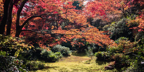 Vente d'érable du Japon en pot pour petit jardin