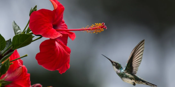 Quels sont les bienfaits des fleurs d'hibiscus ?