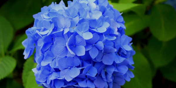 Où placer un hortensia dans le jardin ?