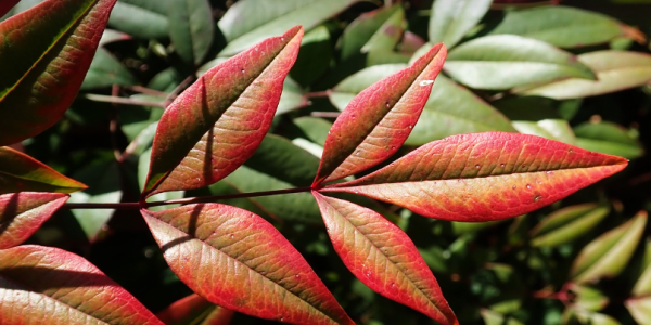 Bambou Sacré Nandina : Où placer un bambou sacré ?