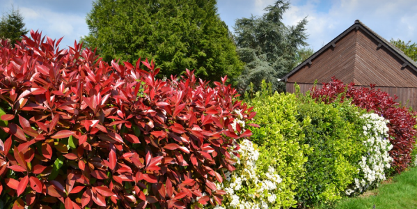 Arbuste Photinia Carré Rouge pour Haie au meilleur Prix