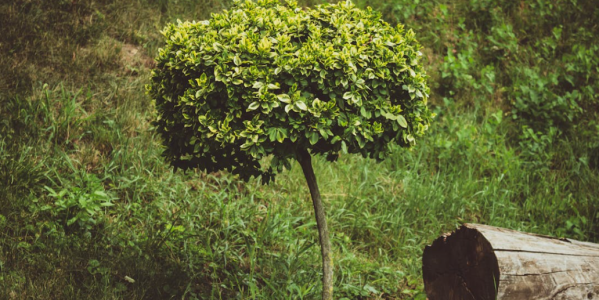 Buis Buxus Boule : Quand & comment entretenir / tailler un buis boule ?