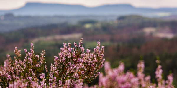 Arbuste à Fleurs : Floraison et Feuillage Parfumé - Vente en ligne