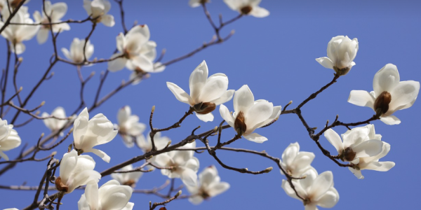 Magnolia : Où planter un magnolia dans le jardin ?