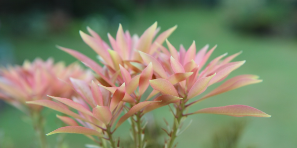 Andromède du Japon Pieris Japonica : Où planter un Leucothoe ?