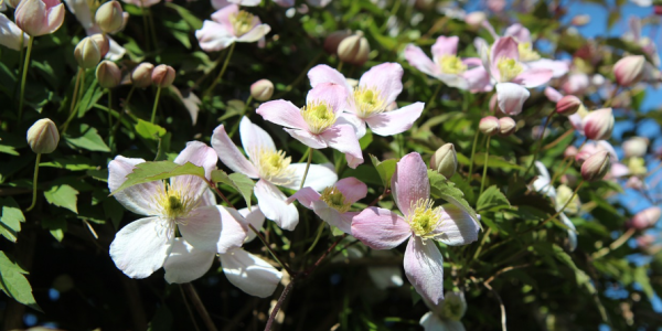 Clematite : Plantation & Entretien : Où et comment planter une clématite ?