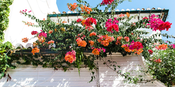 Vente en Ligne d'Arbre et Arbuste pas Cher à Planter dans le Jardin