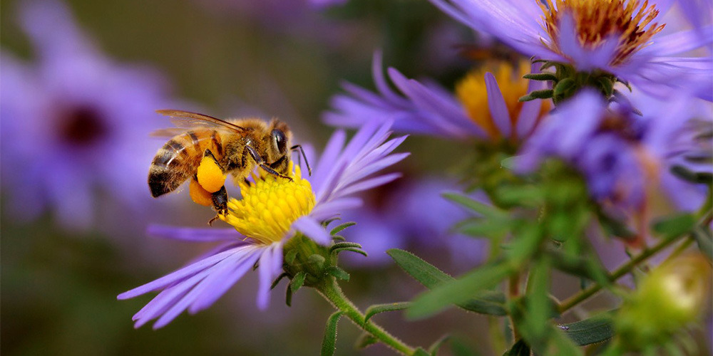 Fleur solaire abeille