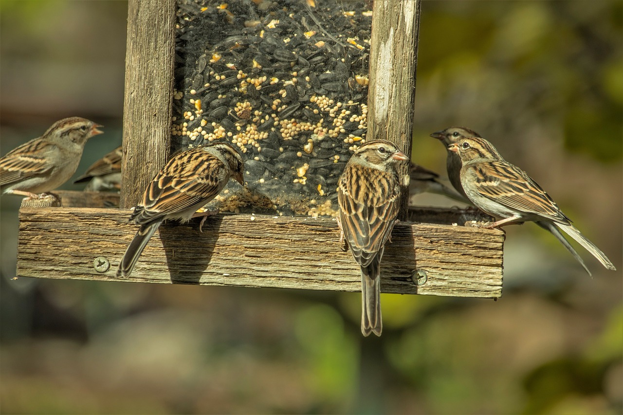 Abreuvoir & mangeoire, silo à graine pour oiseaux sauvages du ciel