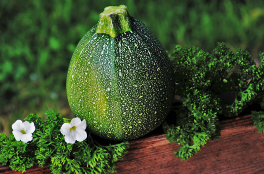 Comment et quand planter les courgettes au jardin ?