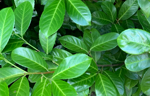 Plant Laurier :  Quand, où, comment planter du Laurier en pot ou pleine terre