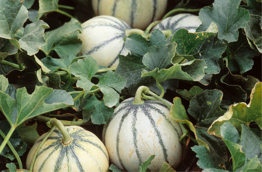 Semi de Melon : Quand, où, comment semer ou planter