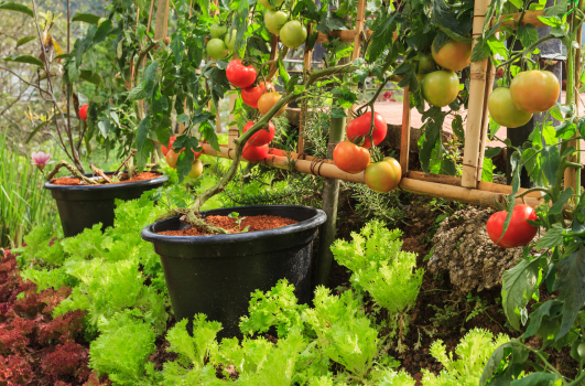 Semi de tomate : Quand, où, comment semer ou planter