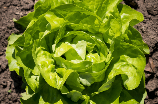 Semi de salade : Quand, où, comment semer ou planter