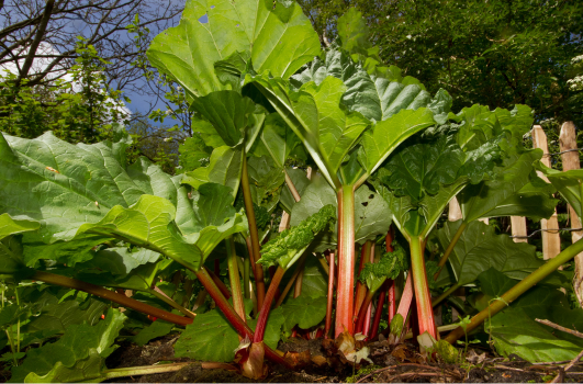 Semi de rhubarbe : Quand, où, comment semer ou planter