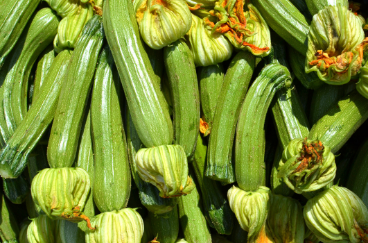 Semi de courgette : Quand, où, comment semer ou planter