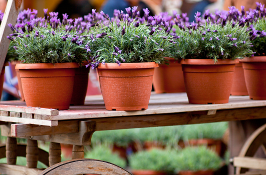 Plant Lavande : Quand, où, comment planter de la Lavande en pot ou pleine terre