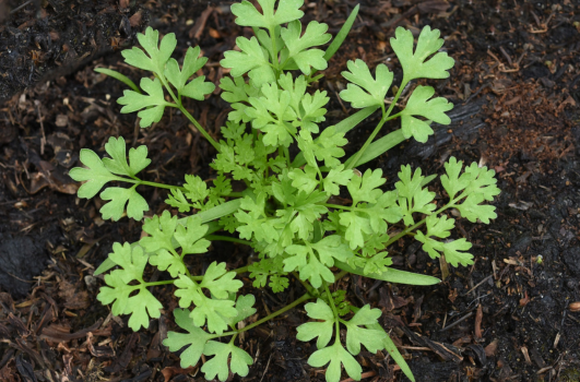 Plant Cerfeuil : Quand, où, comment planter du Cerfeuil en pot ou pleine terre