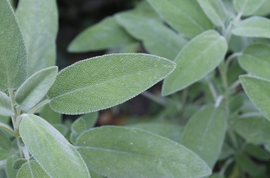 Plant Sauge : Quand, où, comment planter de la Sauge en pot ou pleine terre