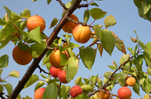 Plant Abricotier : Quand et comment planter ?