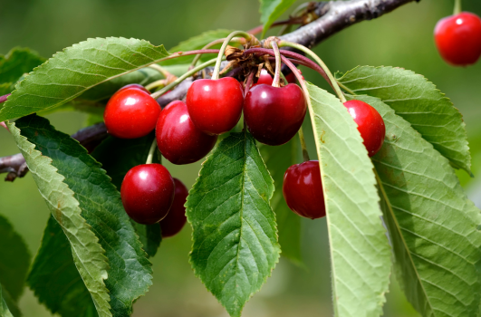 Plant Cerisier : Quand et comment planter ?