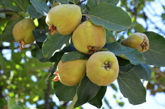 Plant Coing : Quand et comment planter ?