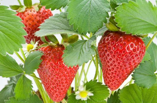 Plant Fraisier : Quand et comment planter ?