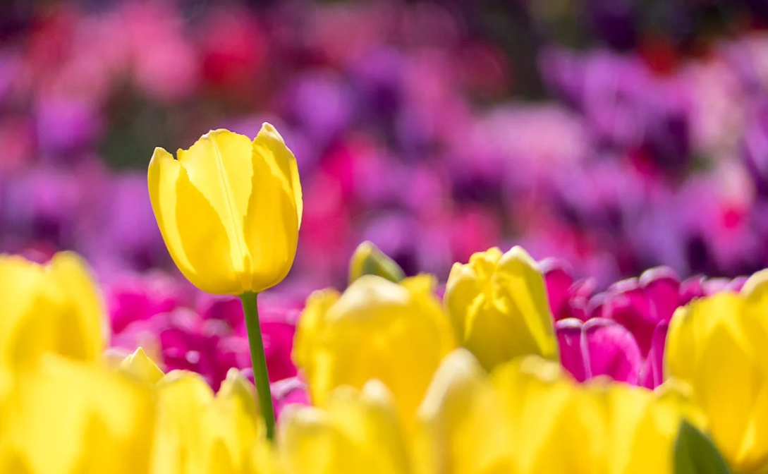 Peut-on laisser les bulbes de Tulipe en terre ?