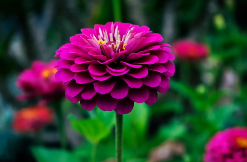 Peut on laisser les bulbes de Dahlias en terre ?