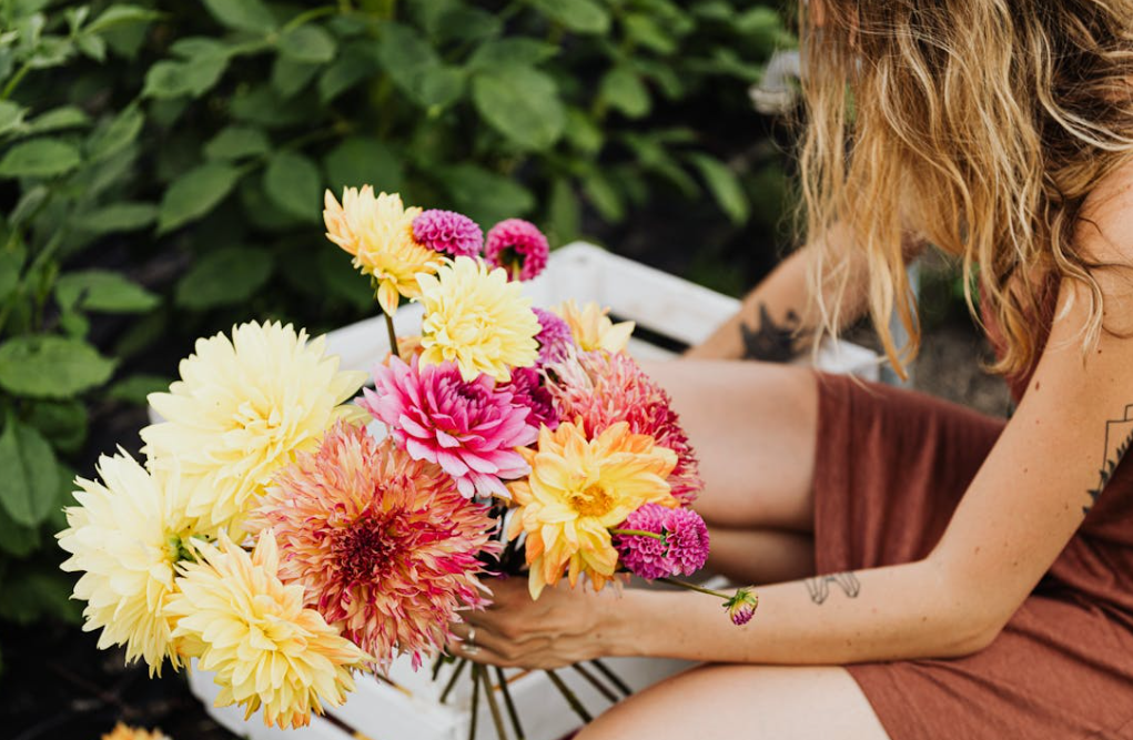 Comment conserver des bulbes de Dahlias ?