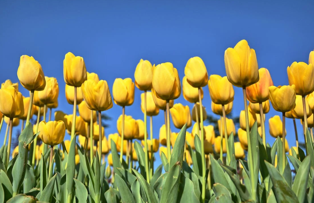 Quand planter des bulbes de Tulipe ?